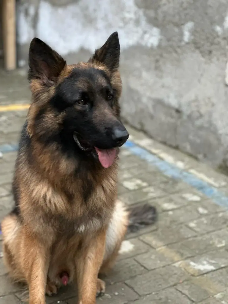 German Shephard — photo 7