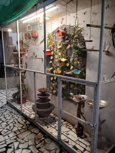 Sparrows for sale