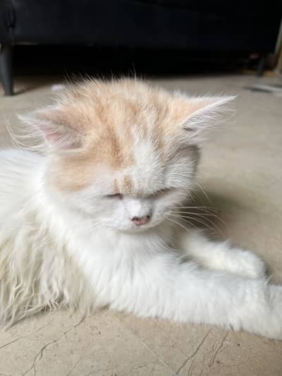 Male persian cat