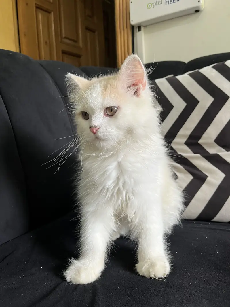 Male persian cat — photo 2