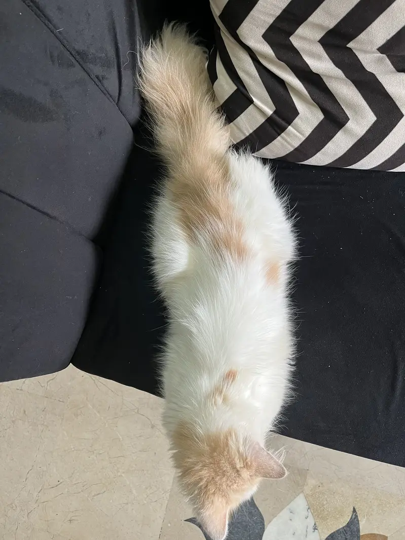 Male persian cat — photo 3