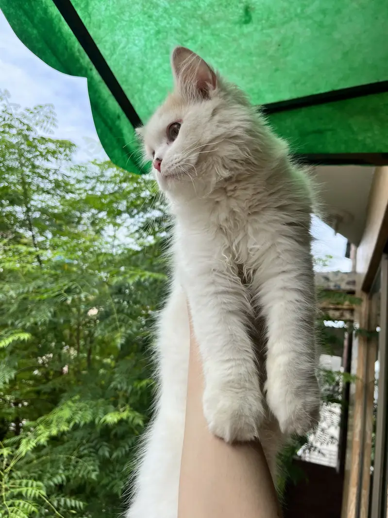 Male persian cat — photo 4
