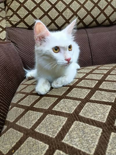 Beautiful Persian Cat for sale. (Double Coat)