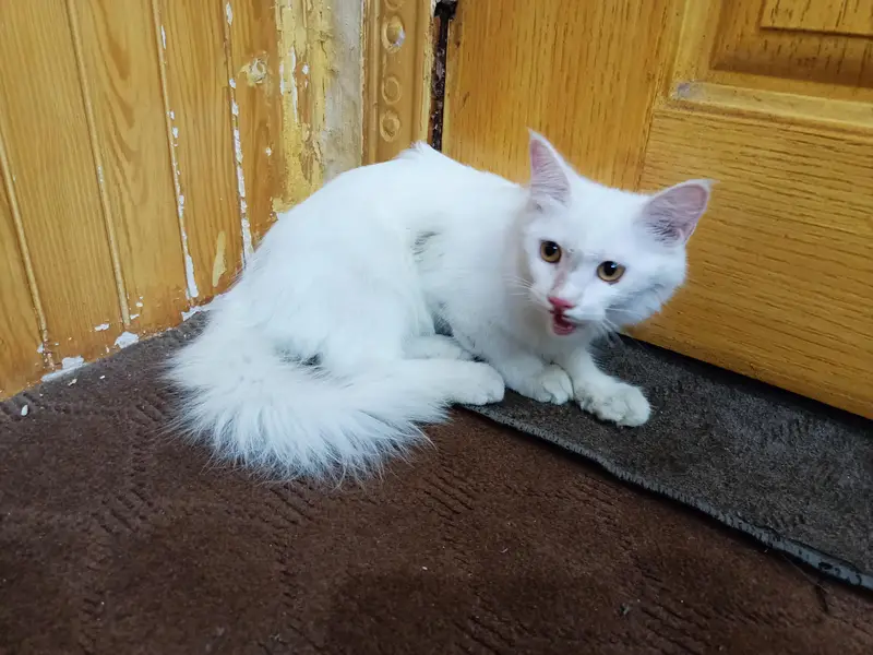 Beautiful Persian Cat for sale. (Double Coat) — photo 2
