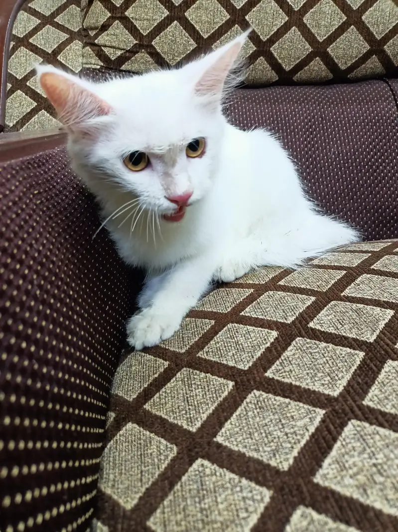 Beautiful Persian Cat for sale. (Double Coat) — photo 3