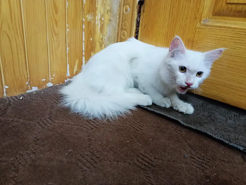 Beautiful Persian Cat for sale. (Double Coat) — photo 4
