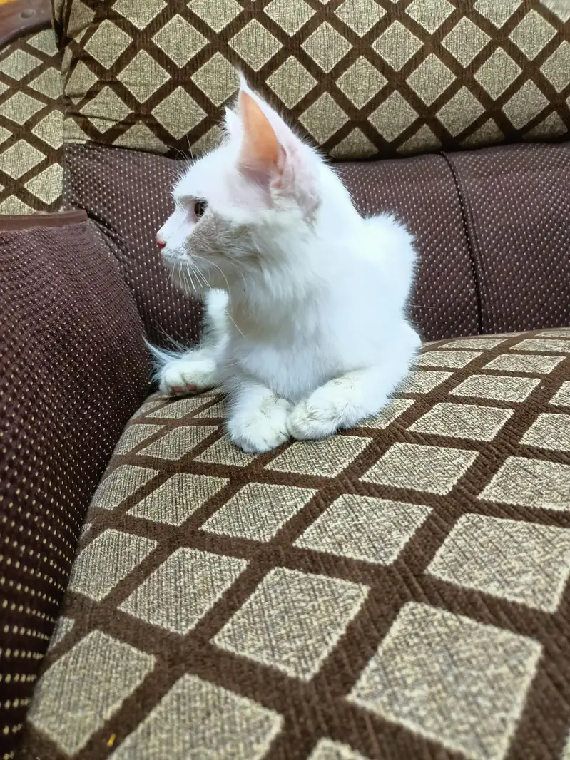 Beautiful Persian Cat for sale. (Double Coat) — photo 5
