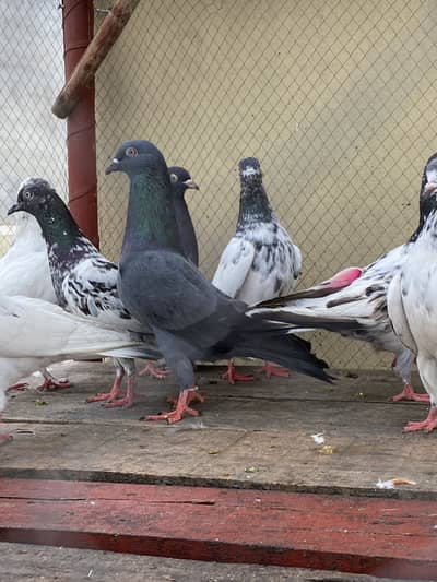 10 Kabootar For Sale