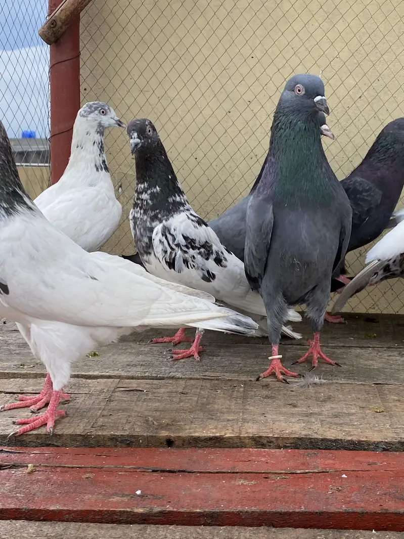 10 Kabootar For Sale — photo 2
