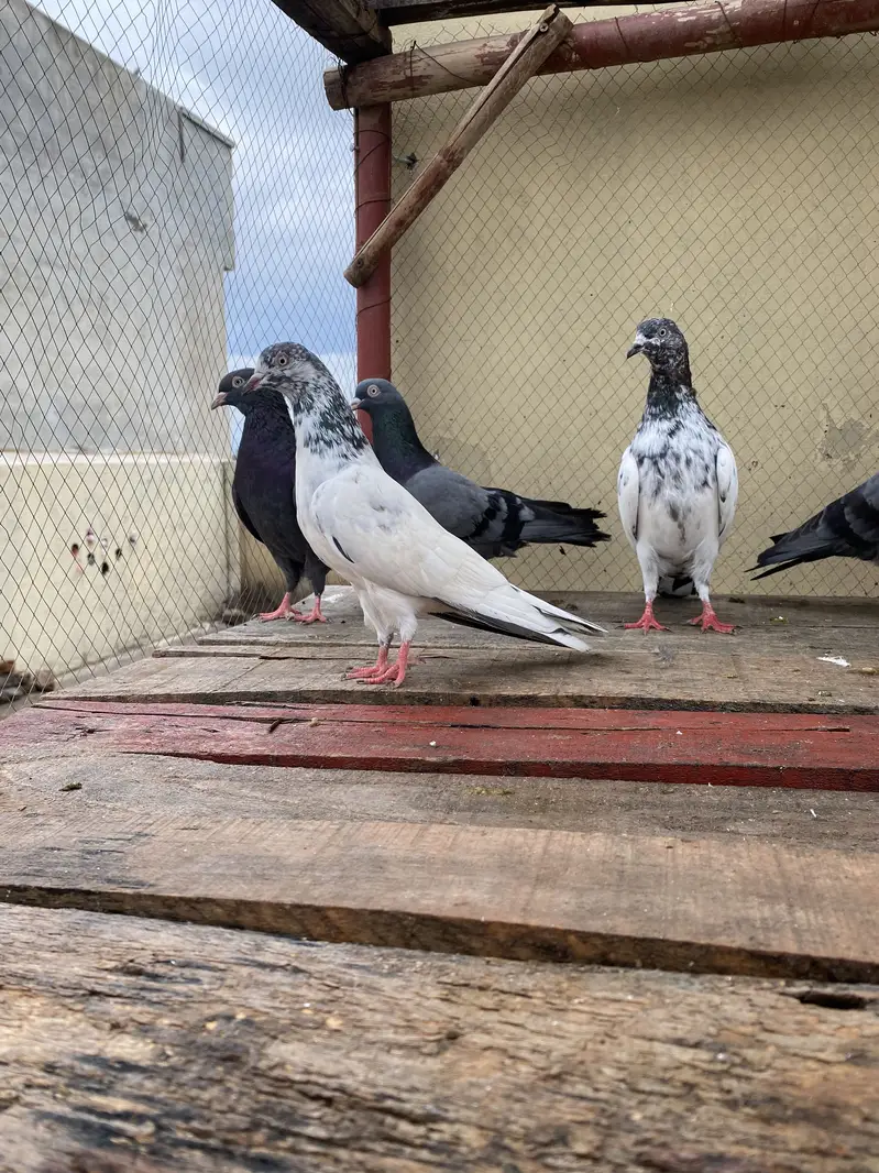 10 Kabootar For Sale — photo 3