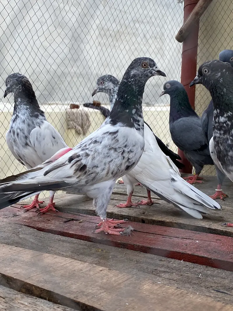 10 Kabootar For Sale — photo 4