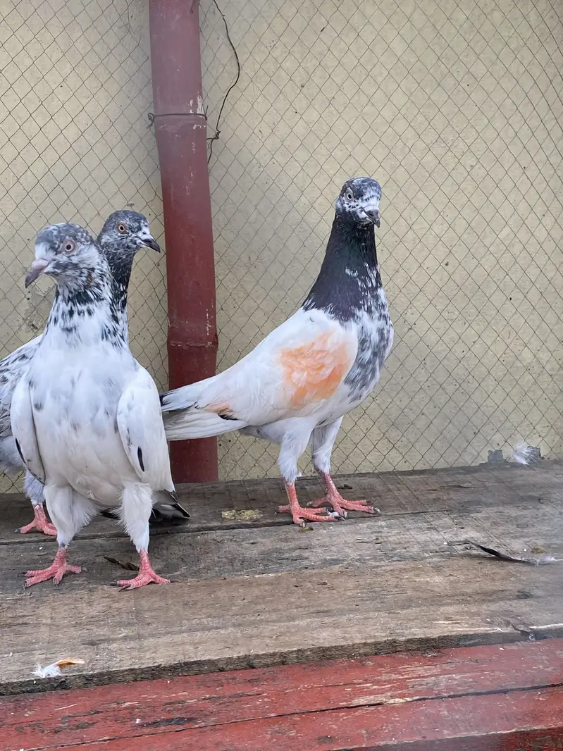 10 Kabootar For Sale — photo 5