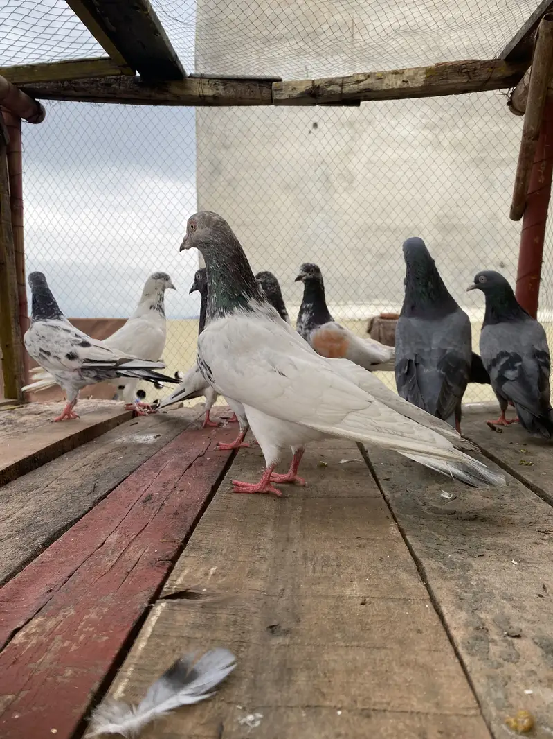 10 Kabootar For Sale — photo 6