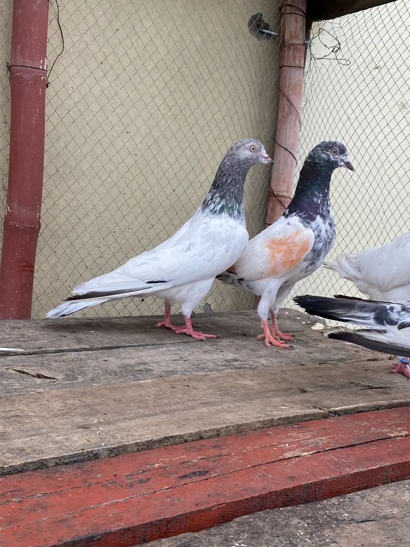 10 Kabootar For Sale — photo 7