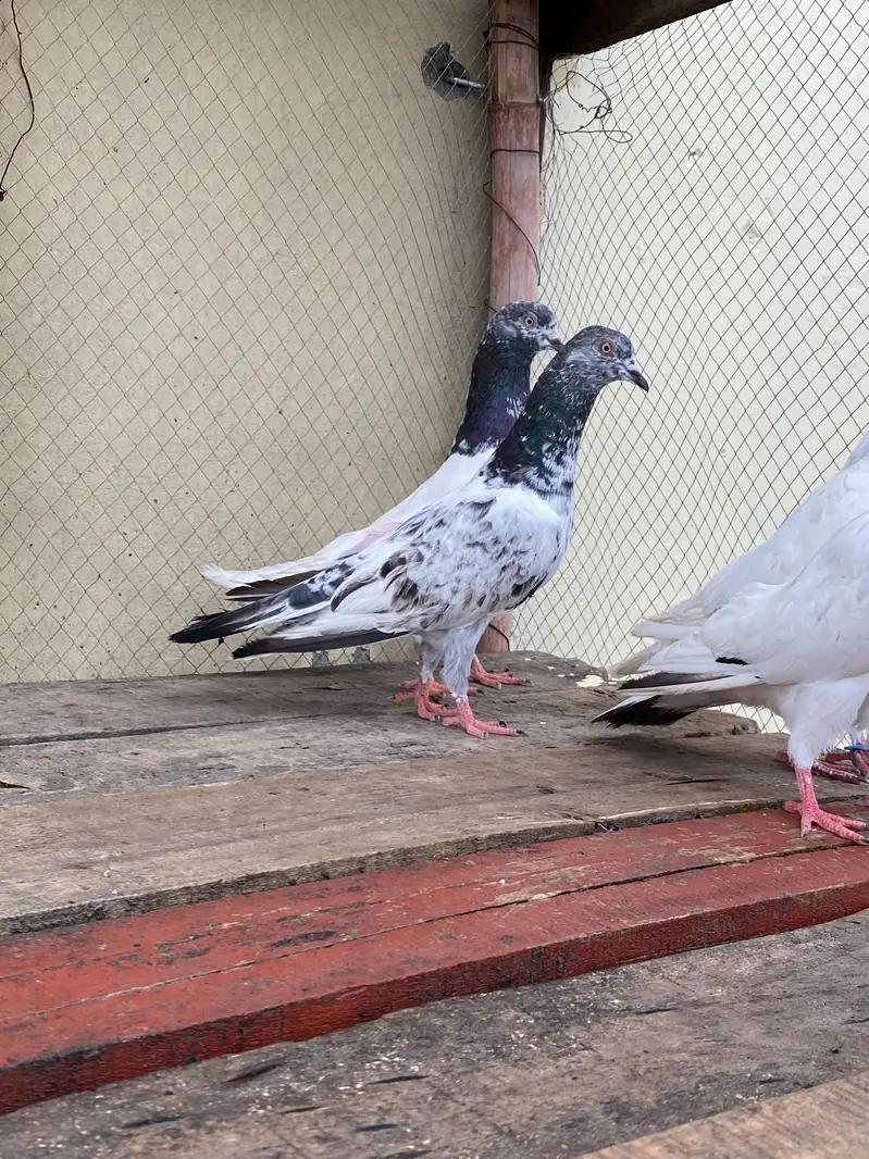 10 Kabootar For Sale — photo 8