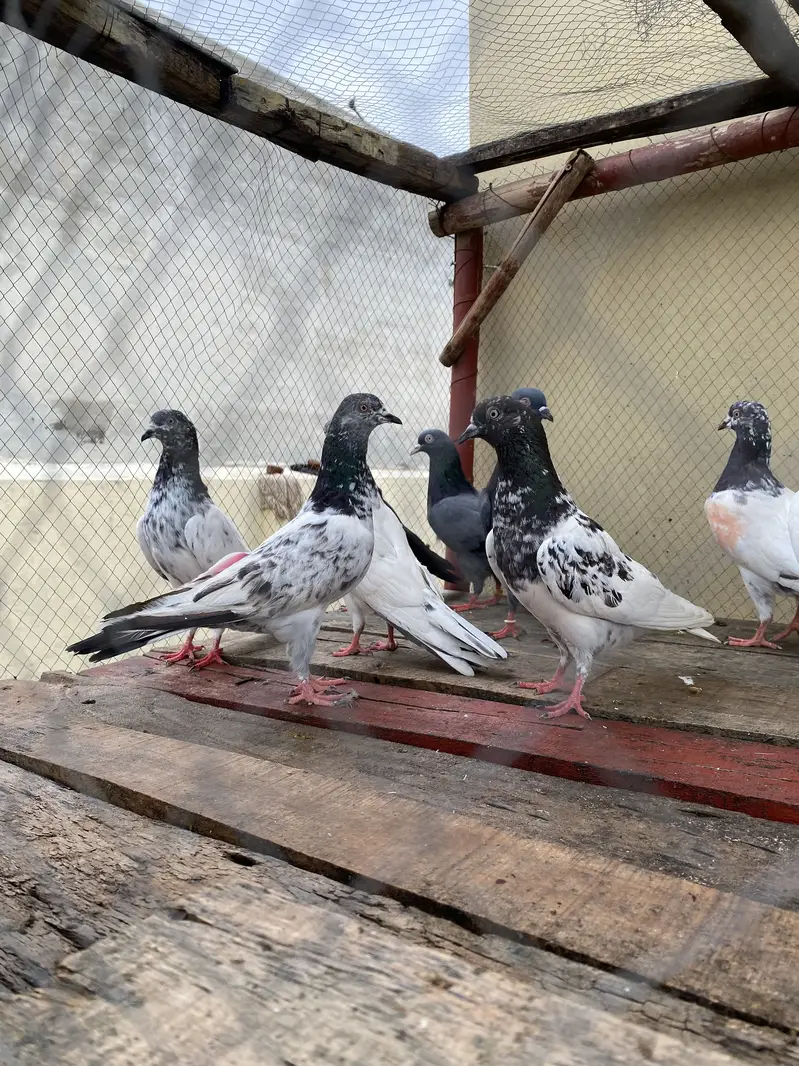 10 Kabootar For Sale — photo 9