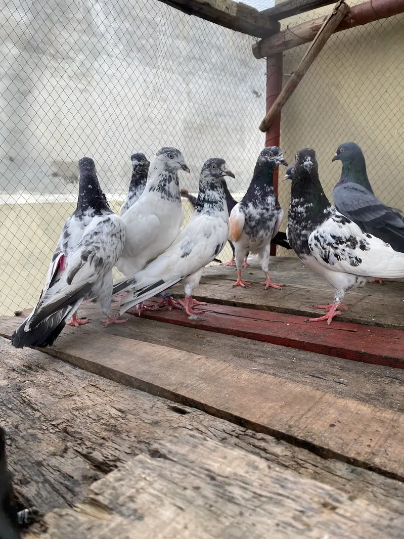 10 Kabootar For Sale — photo 10
