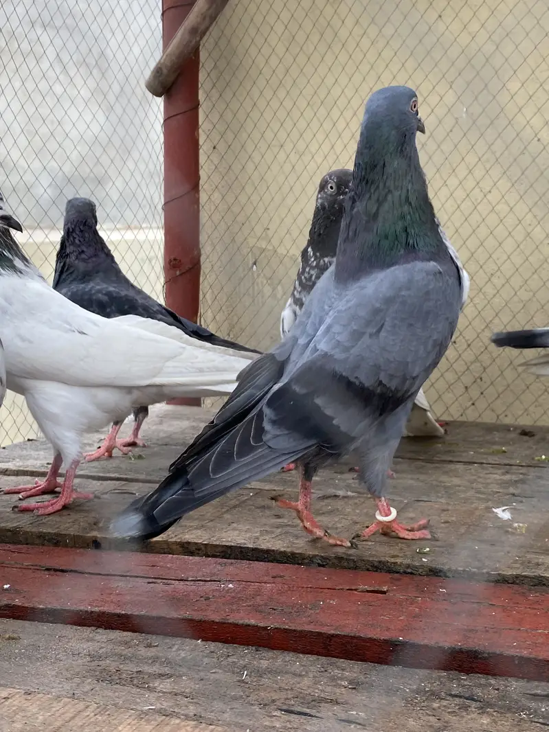 10 Kabootar For Sale — photo 11
