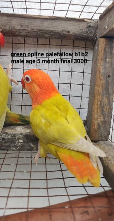 Opline palefallow lovebird