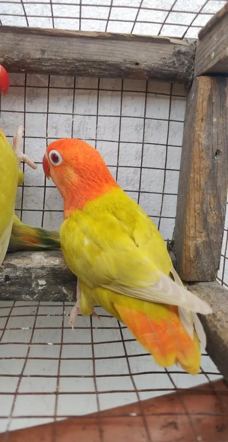 Opline palefallow lovebird — photo 2