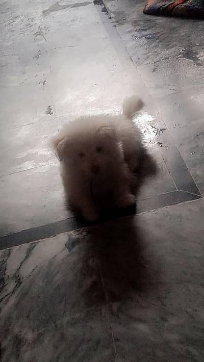 Russian dog