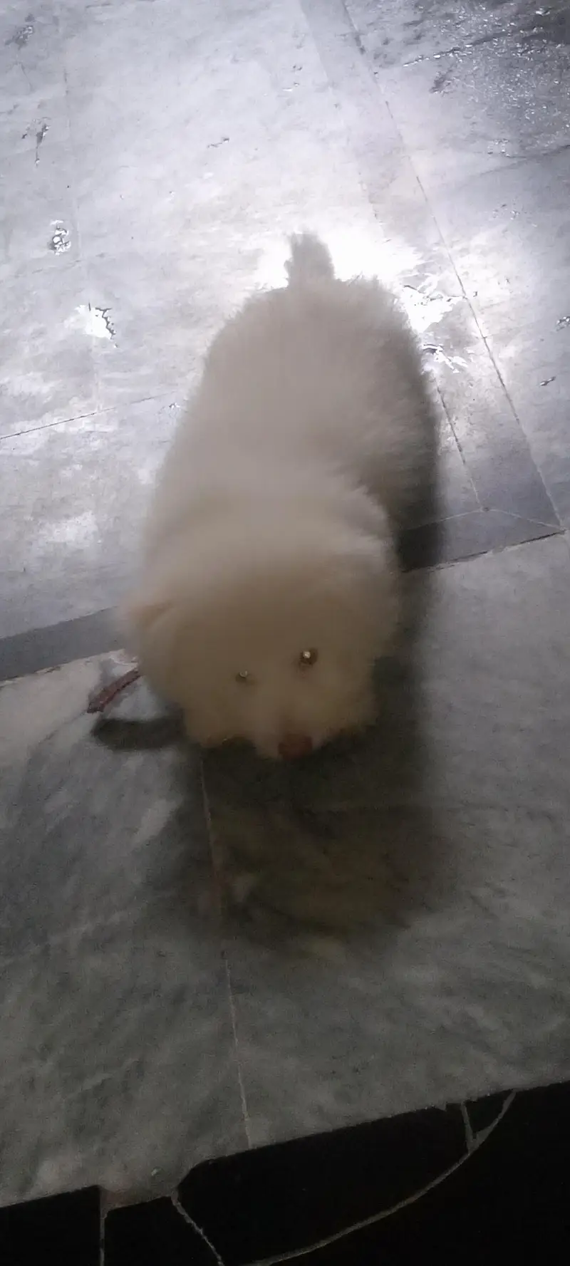 Russian dog — photo 2