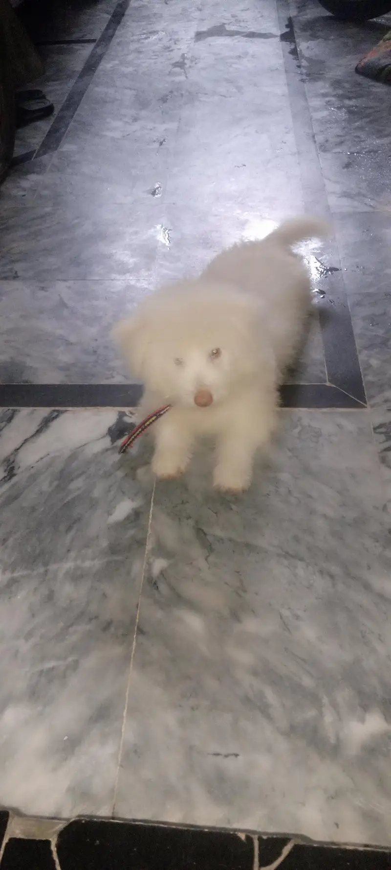 Russian dog — photo 3