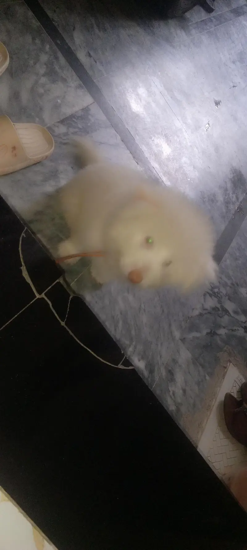 Russian dog — photo 4