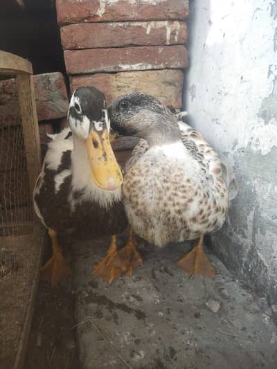 ducks 03034185687