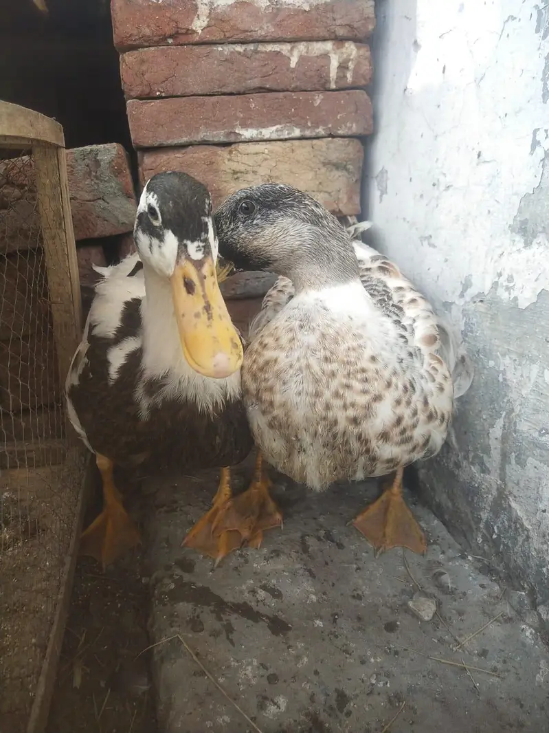 ducks 03085615130