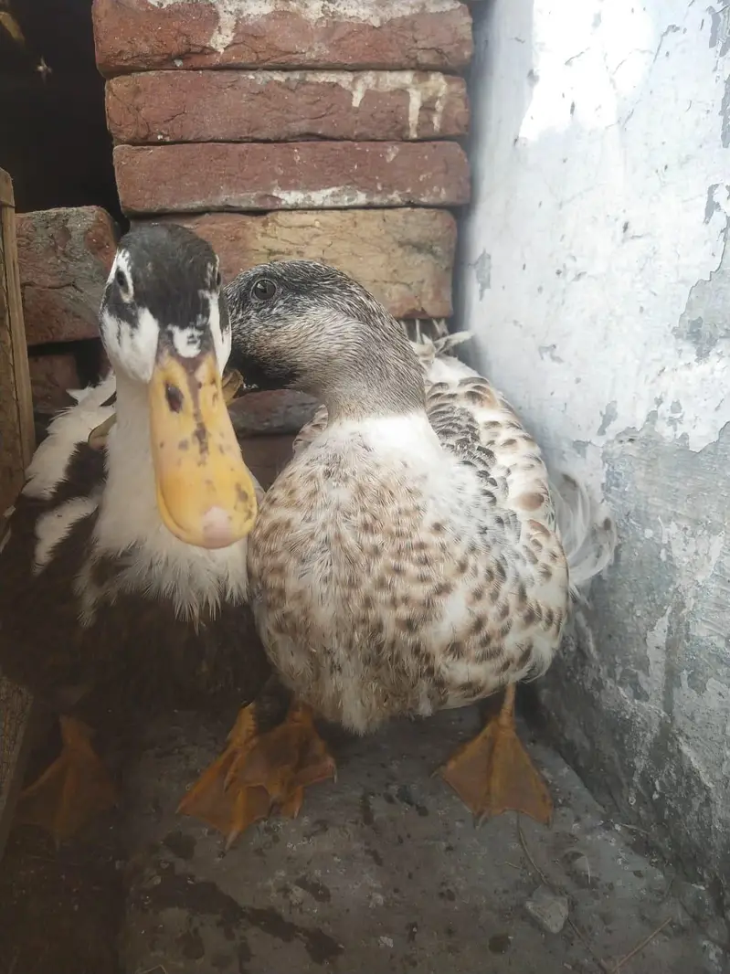 ducks 03085615130 — photo 2