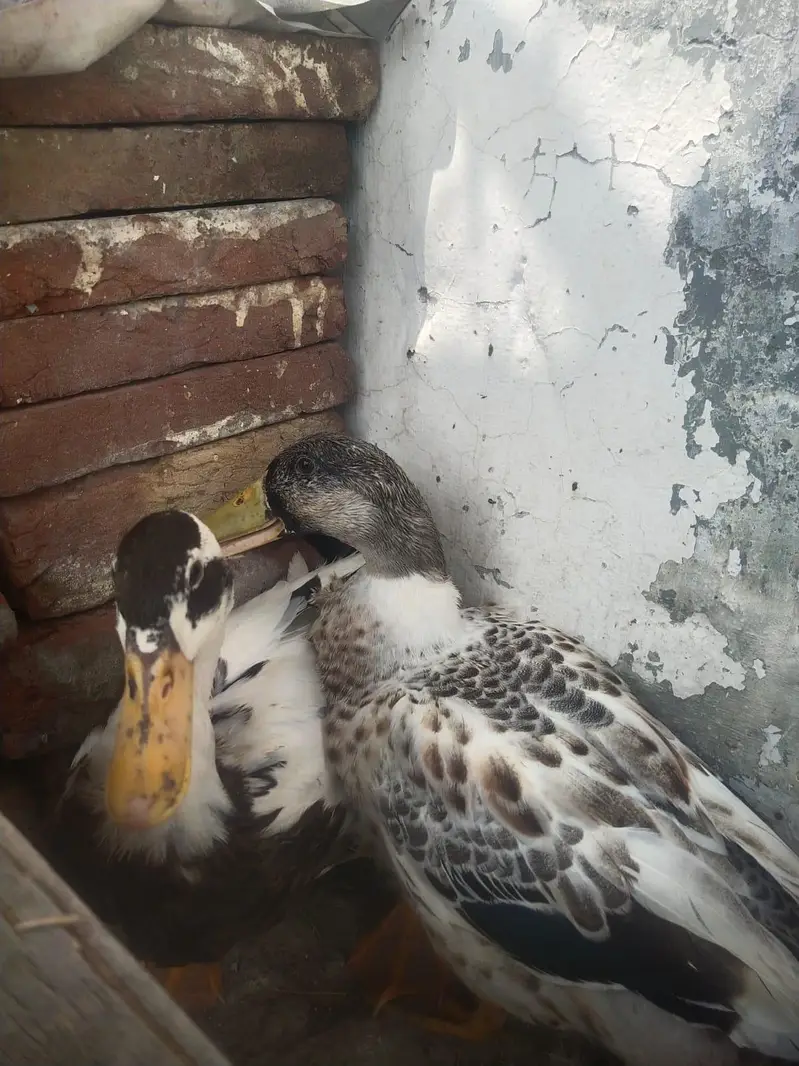 ducks 03085615130 — photo 3