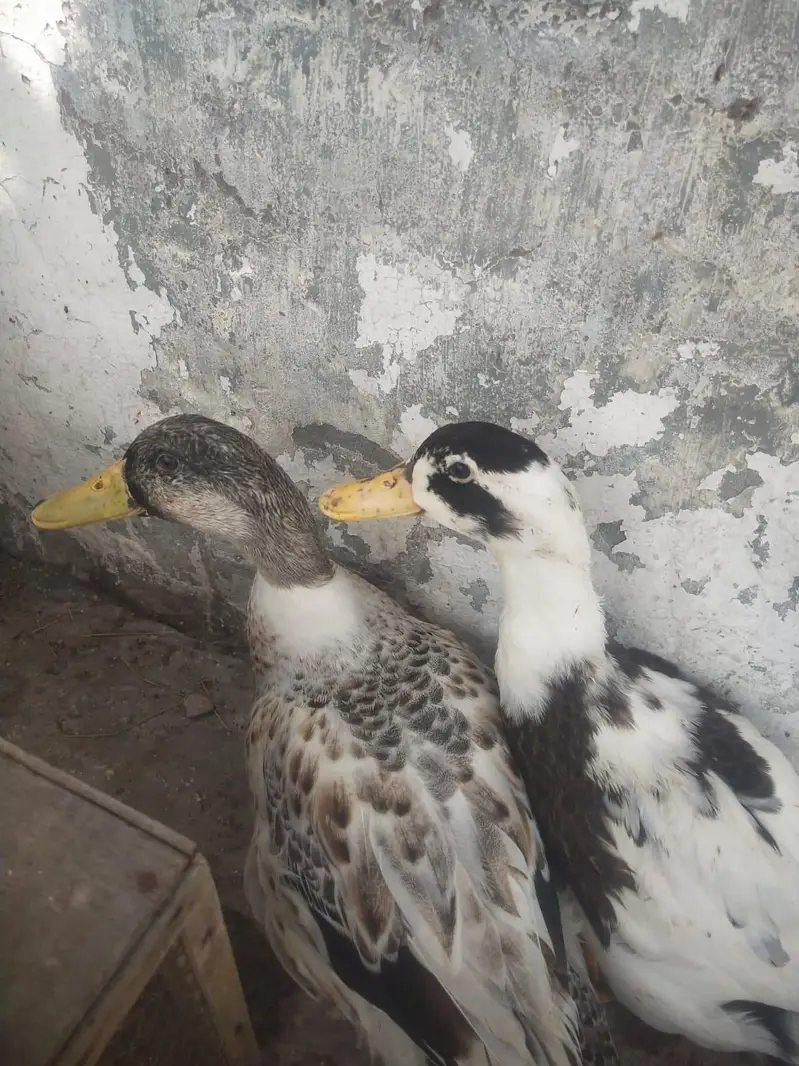 ducks 03085615130 — photo 4