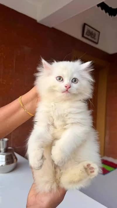 cute baby Persian kittens available in Hyderabad