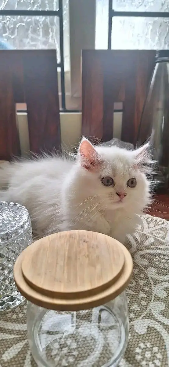 cute baby Persian kittens available in Hyderabad — photo 2