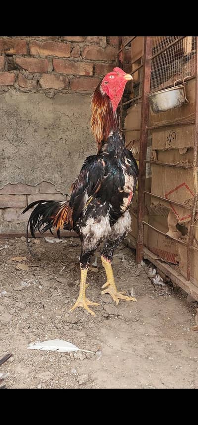 lakha shamo breeder pair