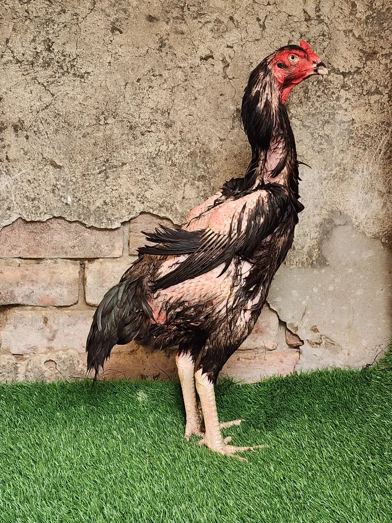 lakha shamo breeder pair — photo 2