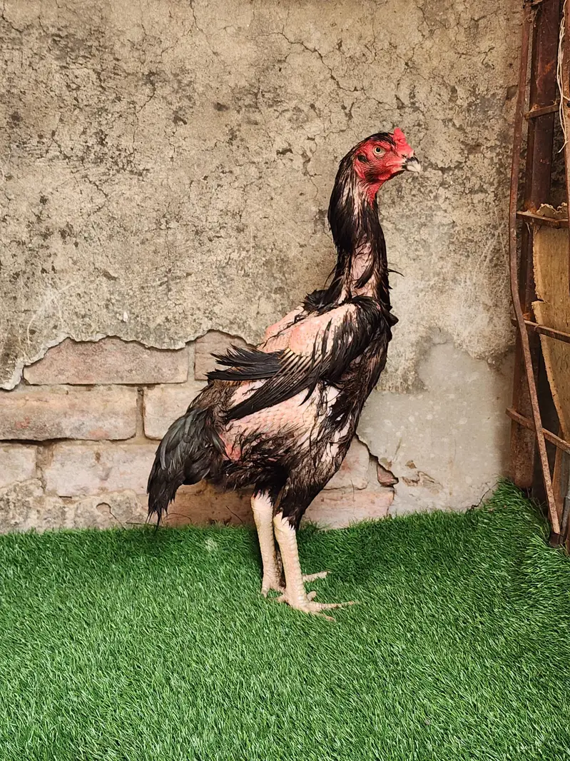 lakha shamo breeder pair — photo 3