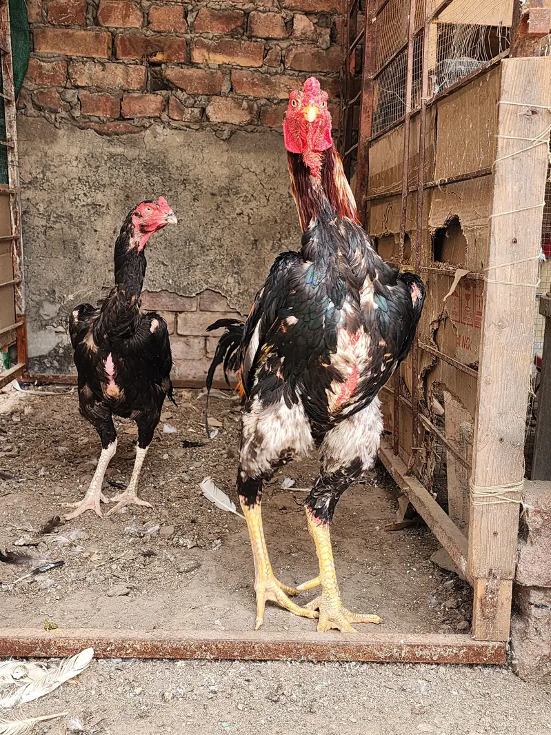 lakha shamo breeder pair — photo 4