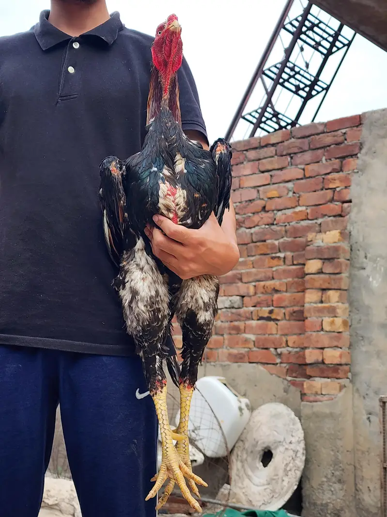 lakha shamo breeder pair — photo 5