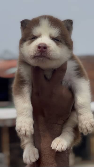 Siberian Husky puppies