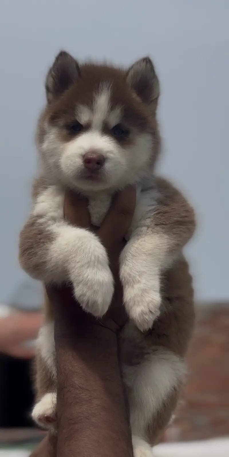 Siberian Husky puppies — photo 2