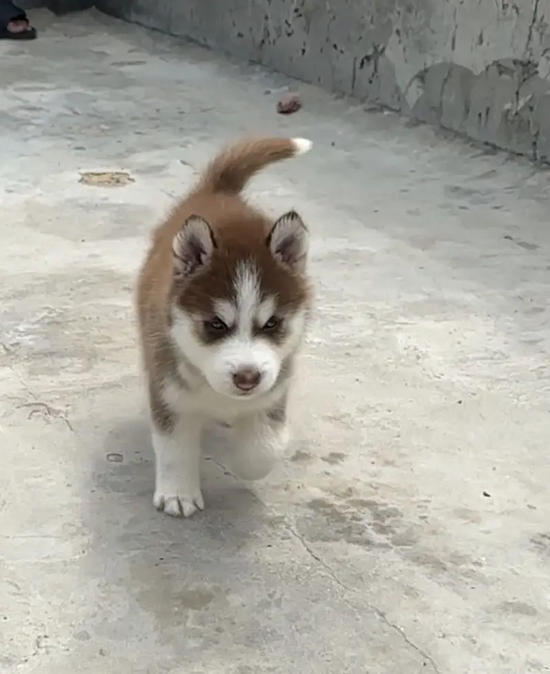 Siberian Husky puppies — photo 3