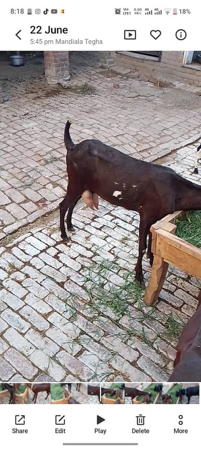 gabban bkri,breeder bkra,and 2path for sale