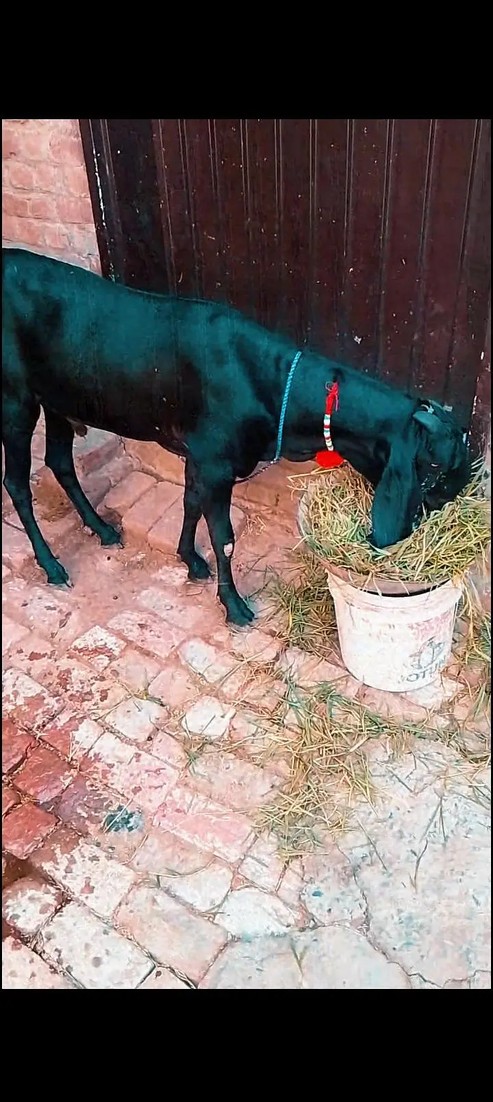 gabban bkri,breeder bkra,and 2path for sale — photo 4