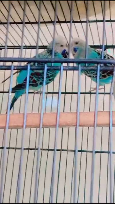 (King Sized) Exhibition Budgies Top Qaulity Skyblue