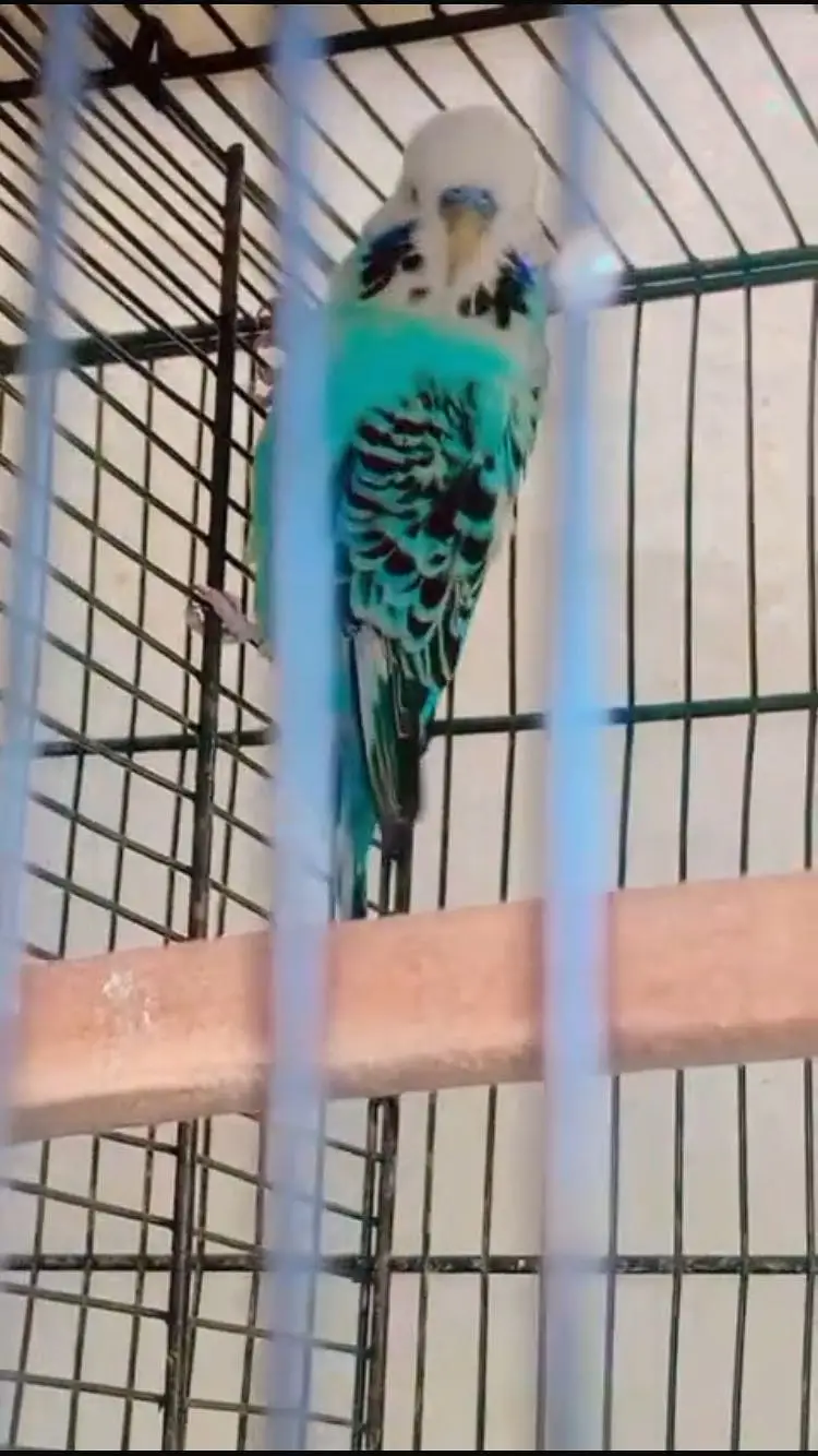 (King Sized) Exhibition Budgies Top Qaulity Skyblue — photo 6