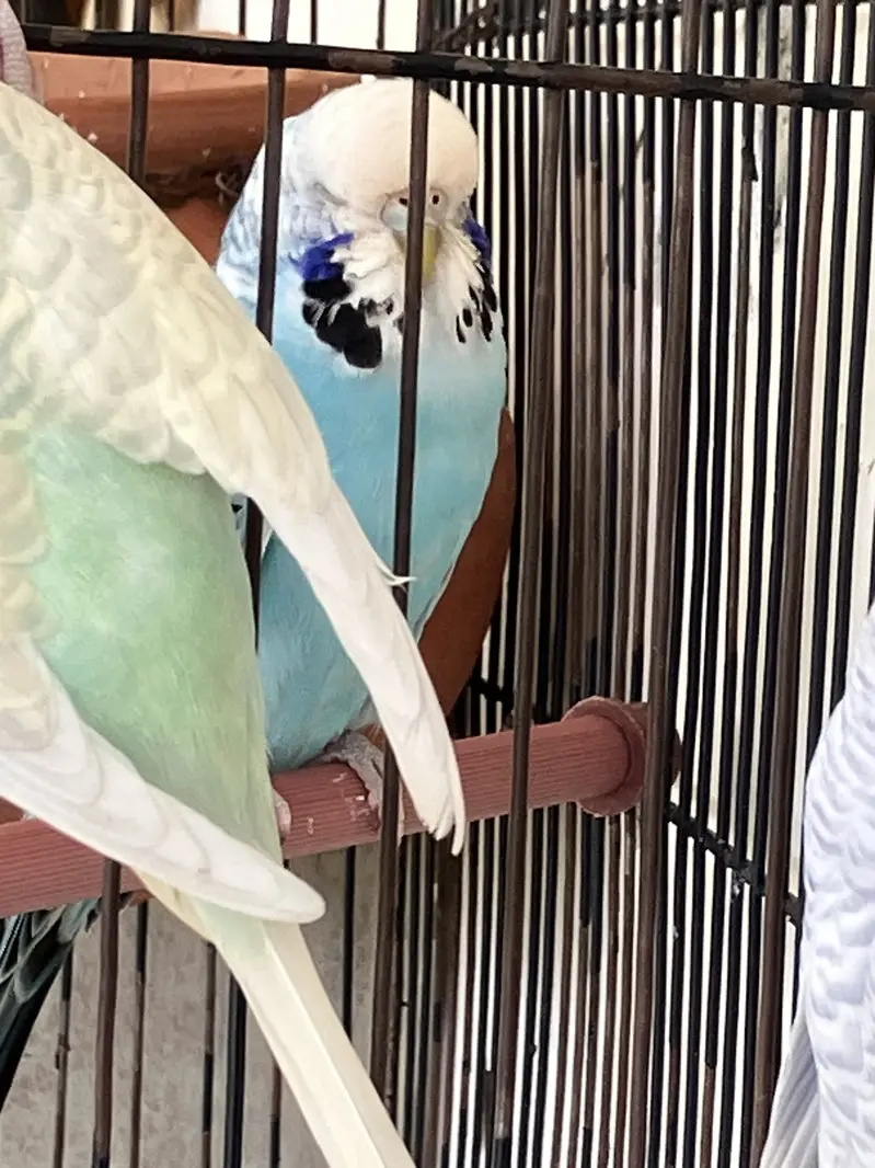 (King Sized) Exhibition Budgies Top Qaulity Skyblue — photo 7