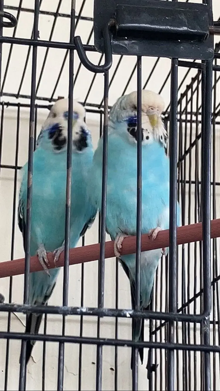 (King Sized) Exhibition Budgies Top Qaulity Skyblue — photo 8