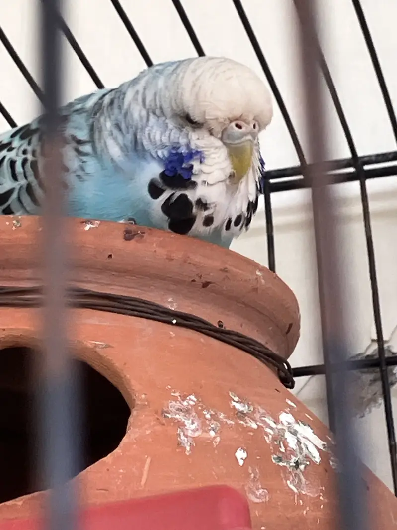 (King Sized) Exhibition Budgies Top Qaulity Skyblue — photo 9